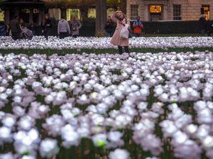 Terpukau Mawar Putih Bermekaran di London