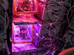 Sempat Hilang, Tomat Pertama Hasil Panen di Angkasa Akhirnya Ditemukan