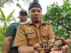 Warga Ciamis Budi Daya Kacang Sacha Inchi Hasilkan Cuan Menggiurkan