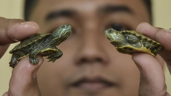 Cuan Mengalir dari Bisnis Kura-Kura Hijau Brasil