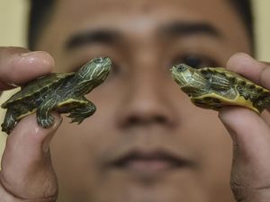 Cuan Mengalir dari Bisnis Kura-Kura Hijau Brasil