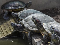 Punya Tiga Telinga hingga Bernapas Melalui Dubur, Ini 8 Fakta Menarik Kura-kura