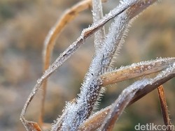Unik! Dieng Membeku Lagi Meski Sudah Musim Hujan