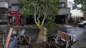 Pohon-pohon Bertumbangan Diterjang Badai di Argentina