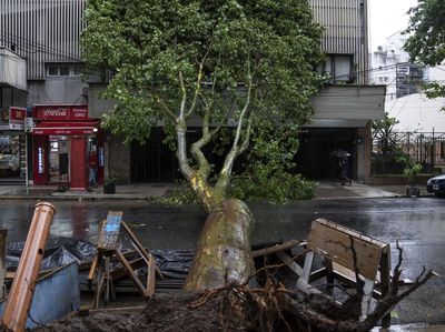 Pohon-pohon Bertumbangan Diterjang Badai di Argentina
