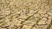 Potret 20 Hektare Sawah di Lebak Kekeringan sampai Tanahnya Retak