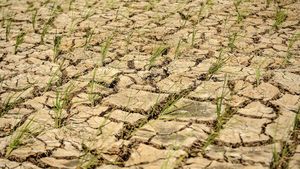 Potret 20 Hektare Sawah di Lebak Kekeringan sampai Tanahnya Retak