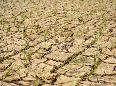 Potret 20 Hektare Sawah di Lebak Kekeringan sampai Tanahnya Retak
