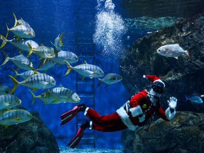 Atraksi Sinterklas Thailand Berenang Bareng Ikan di Akuarium Atraksi Sinterklas Thailand Berenang Bareng Ikan di Akuarium