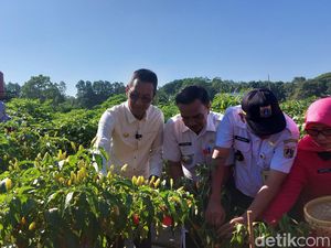 Heru Budi Pimpin Panen Raya 2,1 Ton Cabai di Cibubur Jaktim