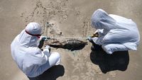 Hewan-hewan Mati Terdampar di Brasil Akibat Wabah Flu Burung