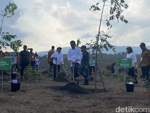 Jokowi Tanam Pohon di 3 Titik Kawasan IKN demi Wujudkan Kota Hijau