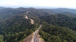 Mengintip Jalan Trans Papua Meliuk Membelah Petik Bintang