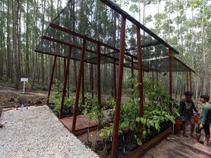 Gandeng Swasta, Otorita IKN Bangun 30 Hektar Miniatur Hutan Tropis di Kaltim