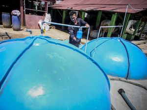 Potret Warga Hasilkan Energi Listrik dari Kotoran Sapi