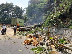 Rawan Tumbang, Pohon Besar di Cadas Pangeran Sumedang Ditebang