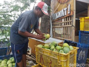 Langkah Kaki Sana Berburu Mangga dari Indramayu hingga Cirebon Langkah Kaki Sana Berburu Mangga dari Indramayu hingga Cirebon