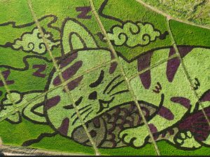 Melihat Sketsa Kucing Raksasa yang Muncul di Sawah Thailand Melihat Sketsa Kucing Raksasa yang Muncul di Sawah Thailand