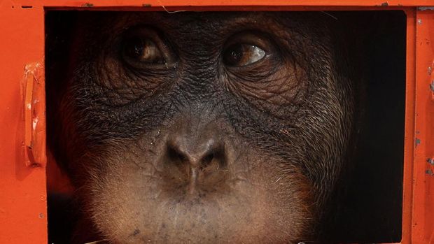 An orangutan, which was seized from the Thailand-Malaysia border, looks from a cage before it is transferred to Indonesia, at Bangkok's Suvarnabhumi airport, Thailand, December 21, 2023. REUTERS/Athit Perawongmetha