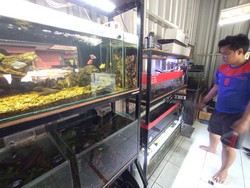 Mengenal PAC Komunitas Pecinta Aquascape di Cirebon