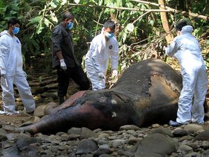 BKSDA Bedah Gajah Sumatera untuk Cari Penyebab Kematiannya BKSDA Bedah Gajah Sumatera untuk Cari Penyebab Kematiannya