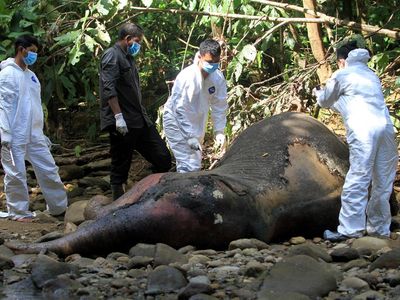 BKSDA Bedah Gajah Sumatera untuk Cari Penyebab Kematiannya