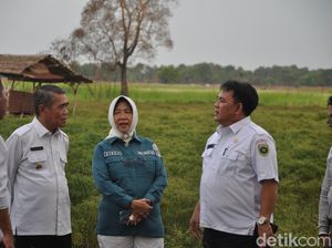 DKPP Sumsel Pastikan Stok Cabai-Bawang Aman hingga Tahun Baru