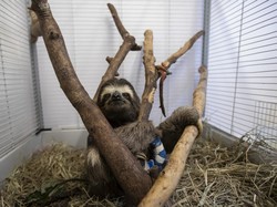 Gawat! AS Dilanda Demam Kukang yang Berpotensi Mematikan