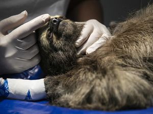 Kasihan, Puluhan Hewan di Brasil Terluka Imbas Panjat Kabel Listrik