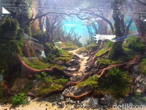 Ini Perbedaan Aquascape, Paludarium dan Terrarium Ini Perbedaan Aquascape, Paludarium dan Terrarium