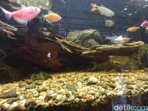 Kiat-kiat Membuat Aquascape Ala Pepen dari Cirebon Kiat-kiat Membuat Aquascape Ala Pepen dari Cirebon