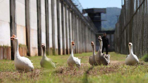 A group of geese used to help vigilance patrols around the Penitentiary Complex honk near Florianopolis, Santa Catarina State, Brazil December 15, 2023. REUTERS/Anderson Coelho