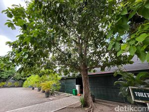 Pohon Berbuah Manis di Keraton Jogja Ternyata Disiram Dawet! Kenapa Ya? Pohon Berbuah Manis di Keraton Jogja Ternyata Disiram Dawet! Kenapa Ya?