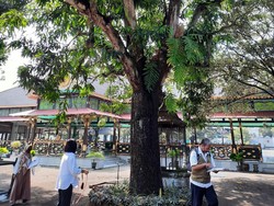 Ada Pohon Mangga Ratusan Tahun di Keraton Jogja, Konon Koleksi HB I