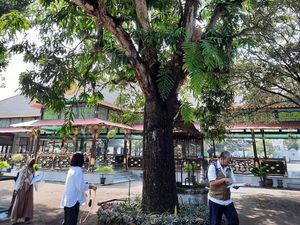 Ada Pohon Mangga Ratusan Tahun di Keraton Jogja, Konon Koleksi HB I Ada Pohon Mangga Ratusan Tahun di Keraton Jogja, Konon Koleksi HB I