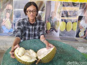 Durian Candimulyo Jadi Incaran, Rp 100 Ribu Bisa Dapat 4 Buah! Durian Candimulyo Jadi Incaran, Rp 100 Ribu Bisa Dapat 4 Buah!