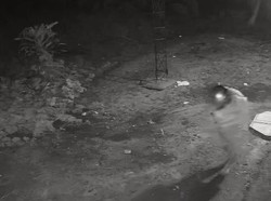 Pria di Asahan Terekam CCTV Maling di Rumah Tetangga, Ngaku untuk Judi Slot