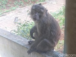 5 Fakta Ekspansi Monyet Liar ke Permukiman Warga Cibadak Sukabumi