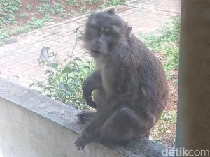 5 Fakta Ekspansi Monyet Liar ke Permukiman Warga Cibadak Sukabumi 5 Fakta Ekspansi Monyet Liar ke Permukiman Warga Cibadak Sukabumi