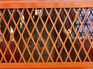 Thailand Kembalikan 3 Orang Utan Sumatera Korban Selundupan ke Indonesia Thailand Kembalikan 3 Orang Utan Sumatera Korban Selundupan ke Indonesia