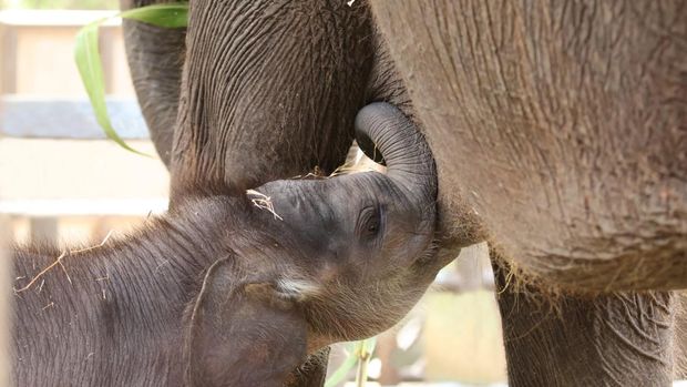 Bayi gajah Sumatra yang lahir di Bali Zoo, Kabupaten Gianyar, Bali, Jumat (22/12).