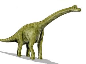 Mengenal Brachiosaurus, Ini Ukuran Hingga Bedanya dengan Brontosaurus