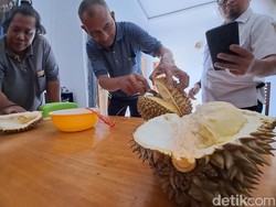 Istimewa dari Wonogiri! Durian Pogog yang Dagingnya Tebal Manis