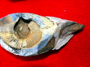 Terungkap! Ternyata Ini Alasan Ada Fosil Laut di Gunung Everest