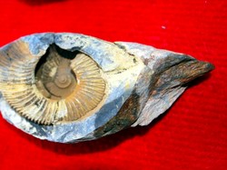 Terungkap! Ternyata Ini Alasan Ada Fosil Laut di Gunung Everest