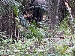 2 Gajah Liar Masuk Perkampungan di Pelalawan karena Habitat Asli Terendam Banjir