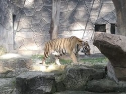 Bandung Kedatangan 2 Macan, Traveler Mau Lihat?