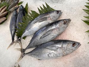 Tips Menggoreng Ikan Tongkol Agar Minyaknya Tidak Meletup Tips Menggoreng Ikan Tongkol Agar Minyaknya Tidak Meletup