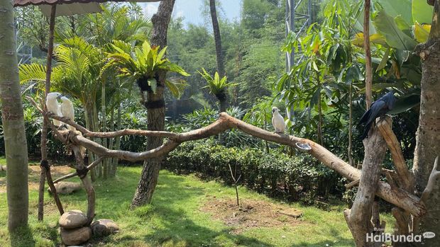 Jakarta Bird Land