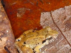 Katak Bertaring Terkecil di Dunia Ditemukan di Sulawesi